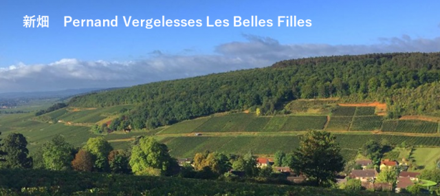 新畑　Pernand Vergelesses Les Belles Filles